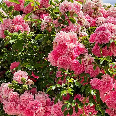 Irene Apartment Arillas (Corfu)